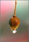 Lampioncino