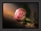 Una semplice rosa