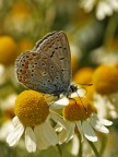 Vecchia foto incasinata, scattata nel giardino soporifero di Luciano