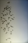 pigeons