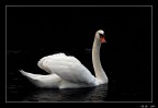 Semplicemente cigno