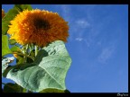 Just a sunflower