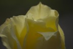 Rosa....gialla....