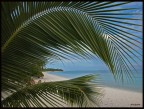Palm Beach