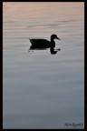 La solitudine