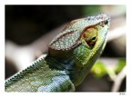 karma Chameleon