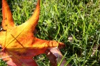 Autunno
