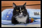 Tom