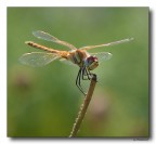 Dragon 36