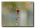 Dragon 52
