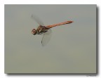 Dragon 59 - in volo