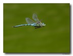 Anax imperator in volo