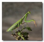 Mantide