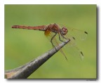 Dragon 71