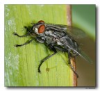 Mosca 5
