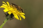 Sul Giallo fiore io vivo.