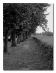 ...di Lucca
