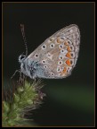 Licenide