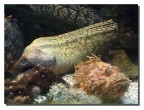 Creature marine