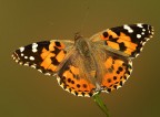 Vanessa cardui