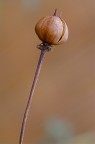 Solitario invernale