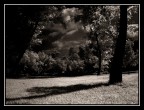Tree night shadow