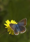 Polymmatus icarus