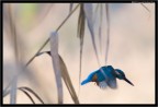 Martin In Volo