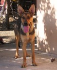 La mia cagnona, lievemente sottoesposta. Coolpix 2100 se nn ricordo male