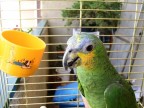 Il mio piccolo pappagallo :D