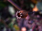 Fiore secco