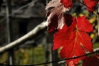 Il sole attraversando la foglia dava una vivezza eccezzionale al rosso.
ISO 200 1/60 f8 (60mm f2,8)
