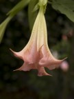 macro2