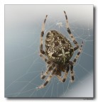 Spider 6