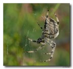 Spider 10