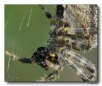 Spider 11