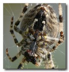 Spider 13