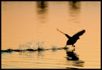 Canon 30d + 70-300is
300mm - 1/400 F7.1 @ 200ISO