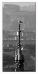 Volatile non meglio identificato troneggia sull'obelisco di Piazza del Popolo...