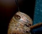 Cavalletta