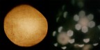 luna e stelle