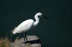 Immobile come lo dovevo essere io per non farmi senitire, altrimenti addio foto. Luogo della foto Parco del Delta PO Veneto.