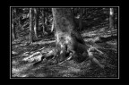 Albero: riserva naturale della Feniglia (Gr)