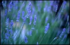 Mi sono immerso in questi fiori e ho scattato volendo sfuocare di proposito.Mi  piace sono stato fortunato.