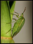 Cimice