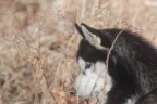 il mio cane