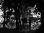 Il primo dell'anno in montagna passeggiando...avevo voglia di catturare quella luce col bianco e nero...