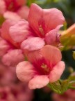 macro+flou