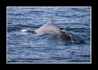 Whale watching nel fiorgo di Saguenay (Quebec, Canada).
Balenottera minore (Balaenoptera acutorostrata).
Qualche dato sullo scatto:
Canon EOS 10D - Canon - EF 70-200 f4 @200mm. 1/1500.
Come sempre ben accetti commenti e critiche.
Ciao,
Roberto.