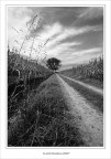 Alberi gemelli....